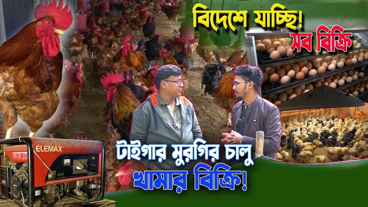 বিদেশে যাচ্ছেন উদ্যোক্তা! টাইগার মুরগির পুরো খামার, ইনকিউবেটর ও জেনারেটর একসাথে বিক্রি!