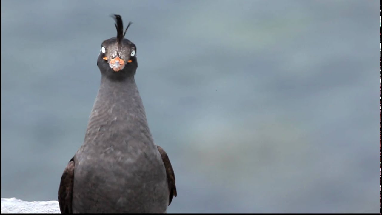 Crested Auklet FullHD JH1RNZ
