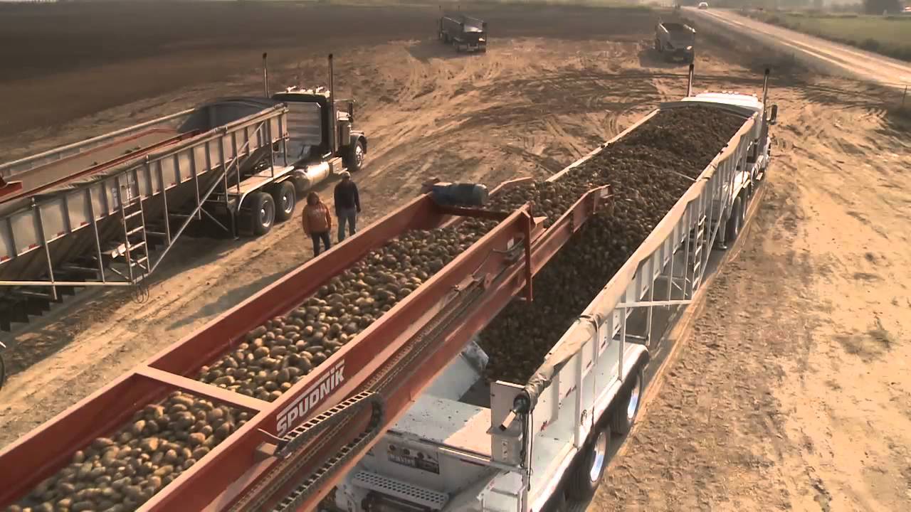 Potato Transloading Station