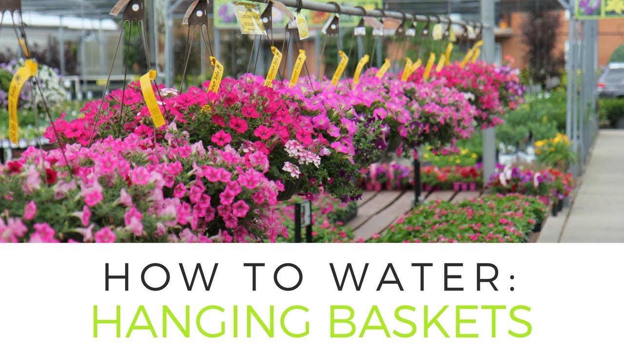 How to Water Hanging Baskets