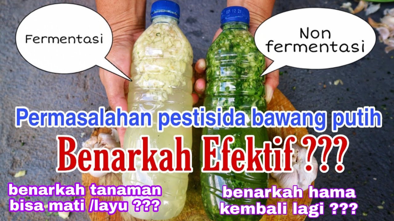 KONTROVERSI PESTISIDA BAWANG PUTIH, BENARKAH EFEKTIF ???