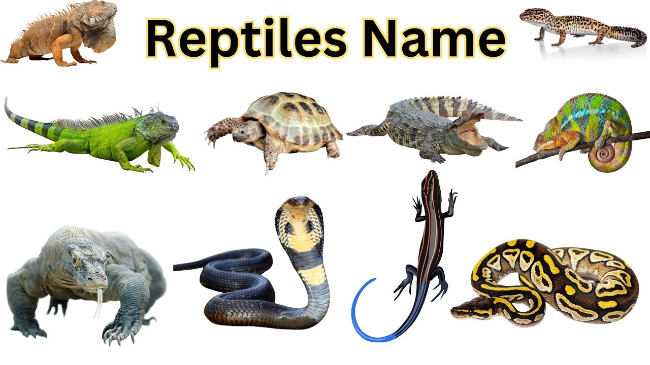 20 REPTILES | Learn Reptile Names with Pictures
