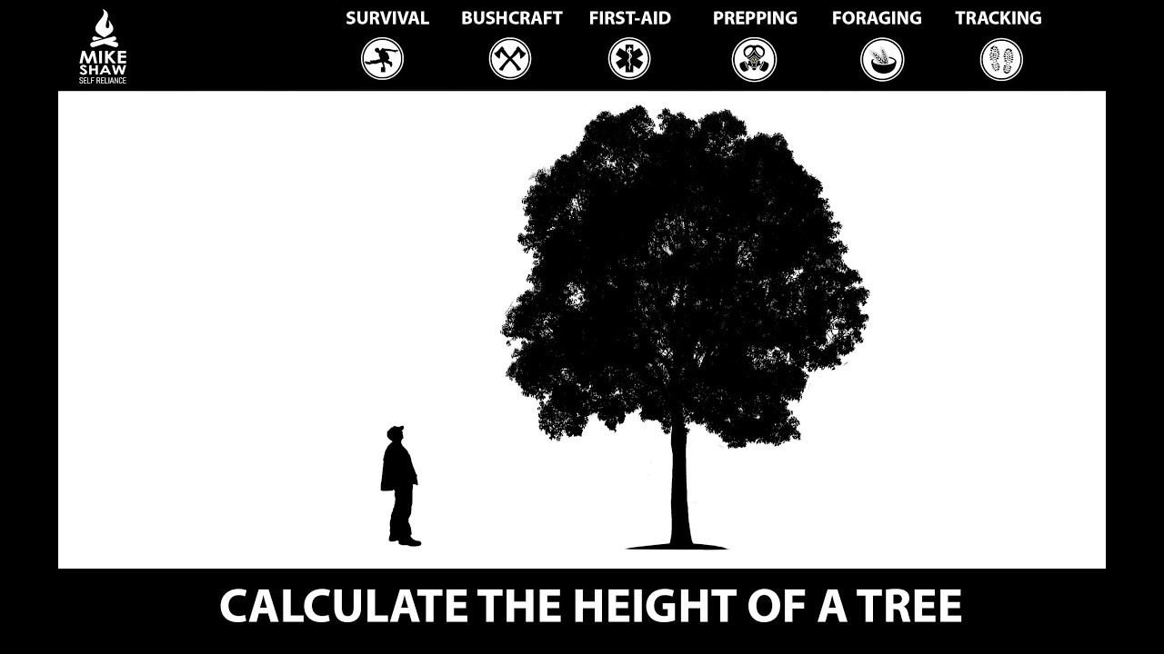 #17: How to calculate the height of a tree.... EASY