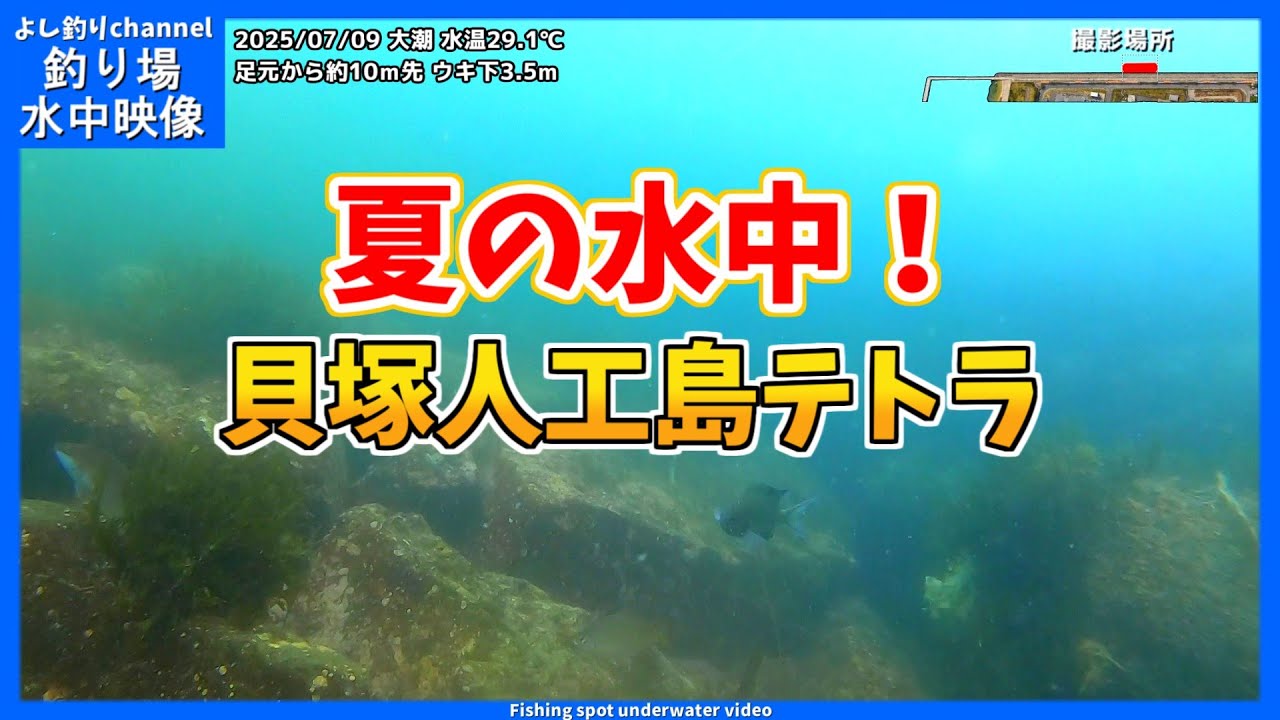 【夏の水中！】大阪の釣り場  貝塚人工島テトラ  2025年7月上旬 夏の水中映像  No.423