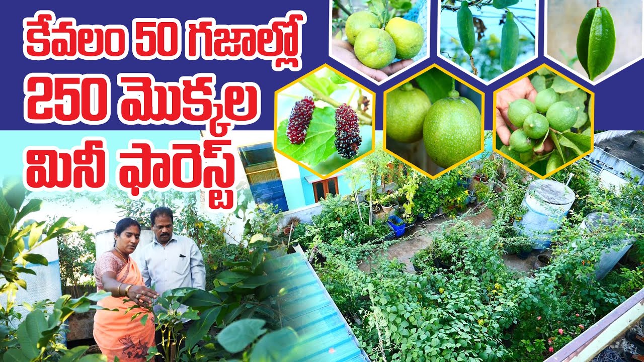 చెట్లు మోయలేనంత కాత | ఆశ్చర్యపోయేంత పంట | Amazing Terrace Garden | Soudamini