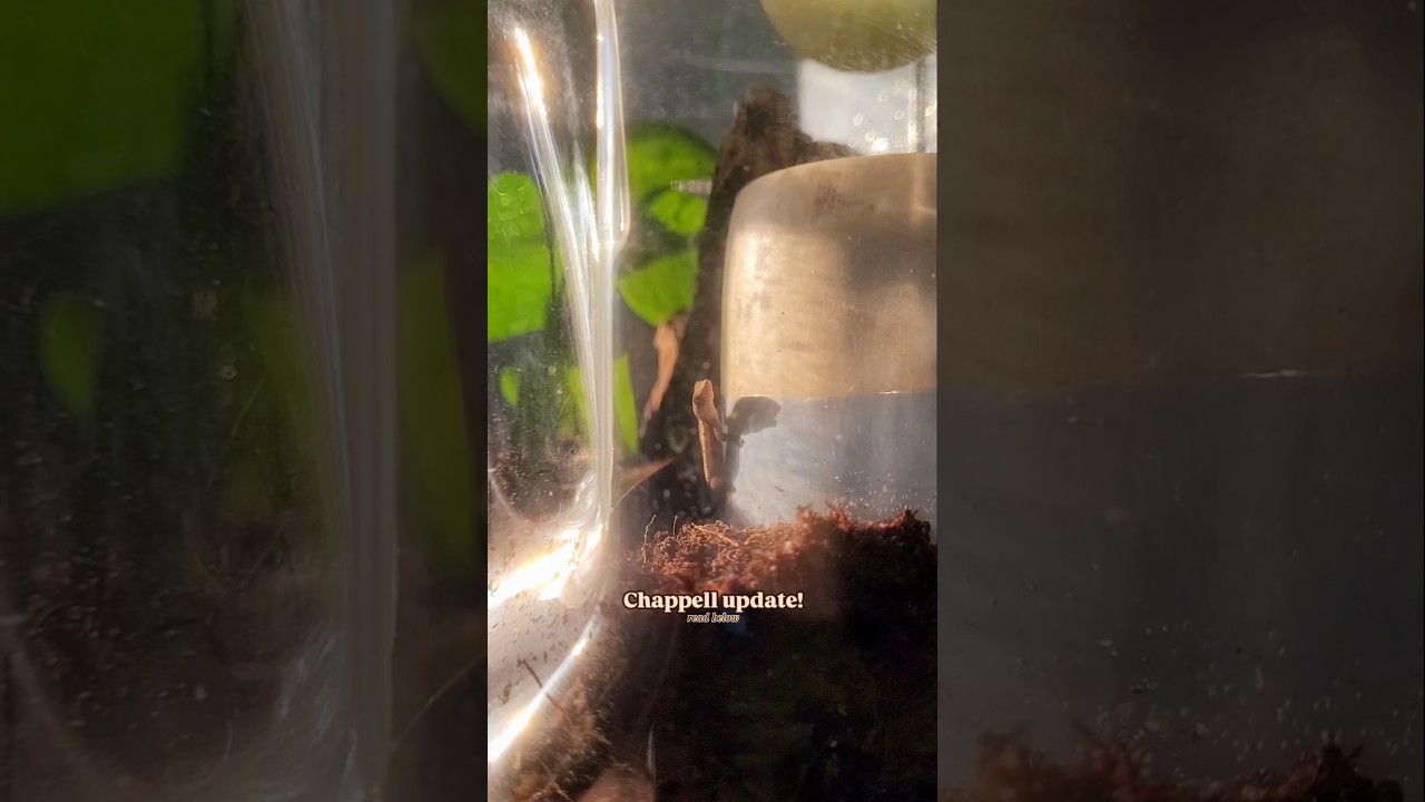 baby gecko golden hour