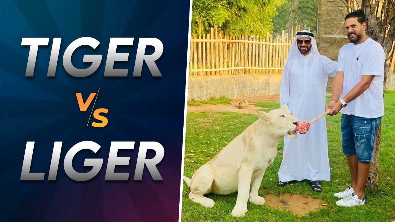 Tiger vs Liger | Yuvraj Singh