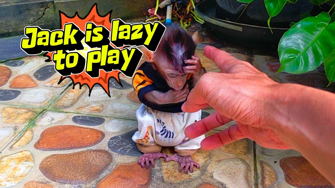 jack is lazy to play #viral #trending #viralvideo #trendingvideo