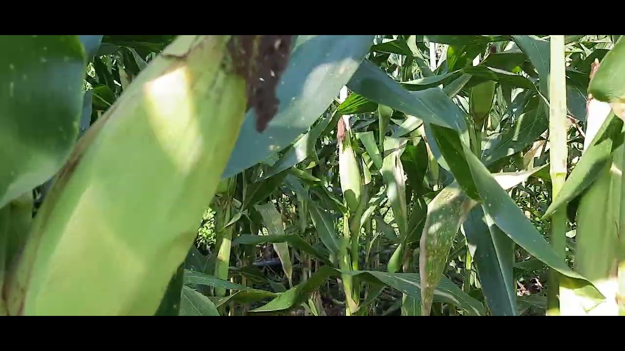 Odilia mos trando su milpa