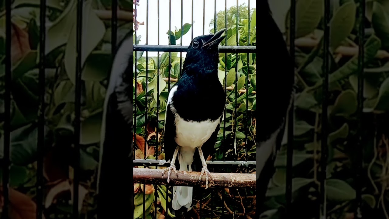 PANCINGAN KACER rumahan langsung gacor