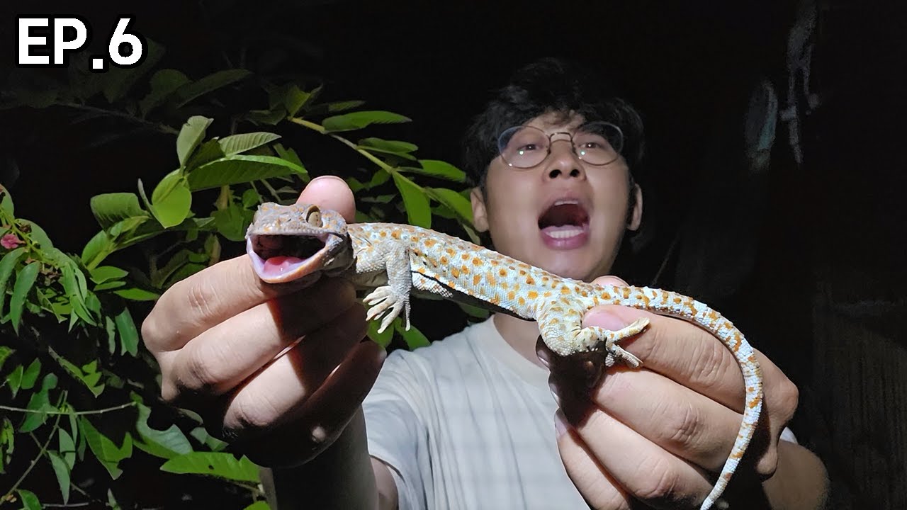 악마의도마뱀 잡으러 가는 길에 생긴 일... ※신기함주의,토할뻔