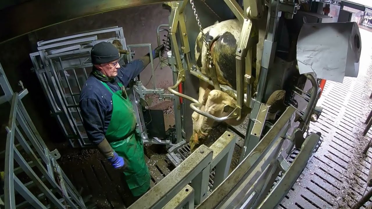 Trimming Cows' Feet The Dutch Method | Farming Lessons 2023 | Farm #withme