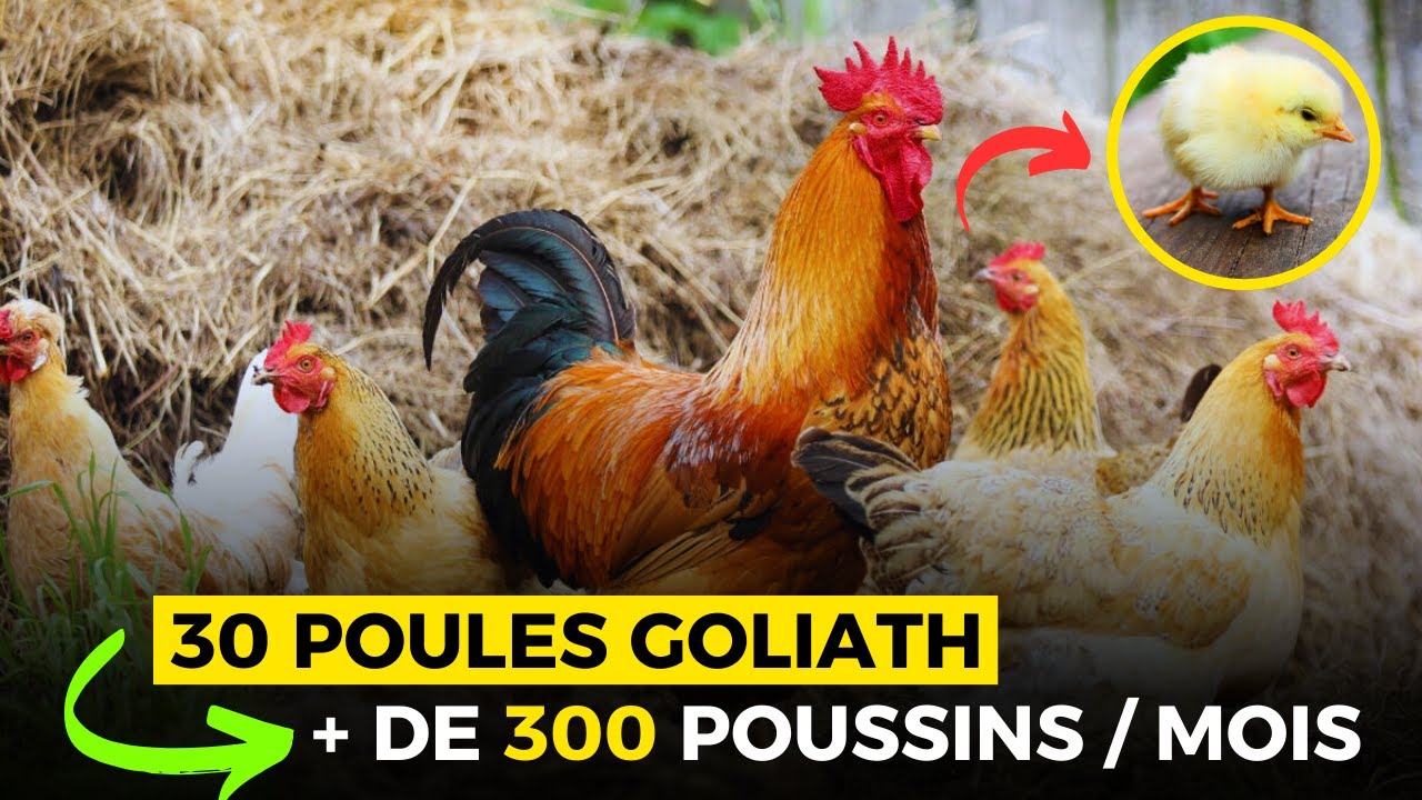 LES SECRETS pour RENTABILISER son élevage de POULET GOLIATH (Juste avec 30 POULES)