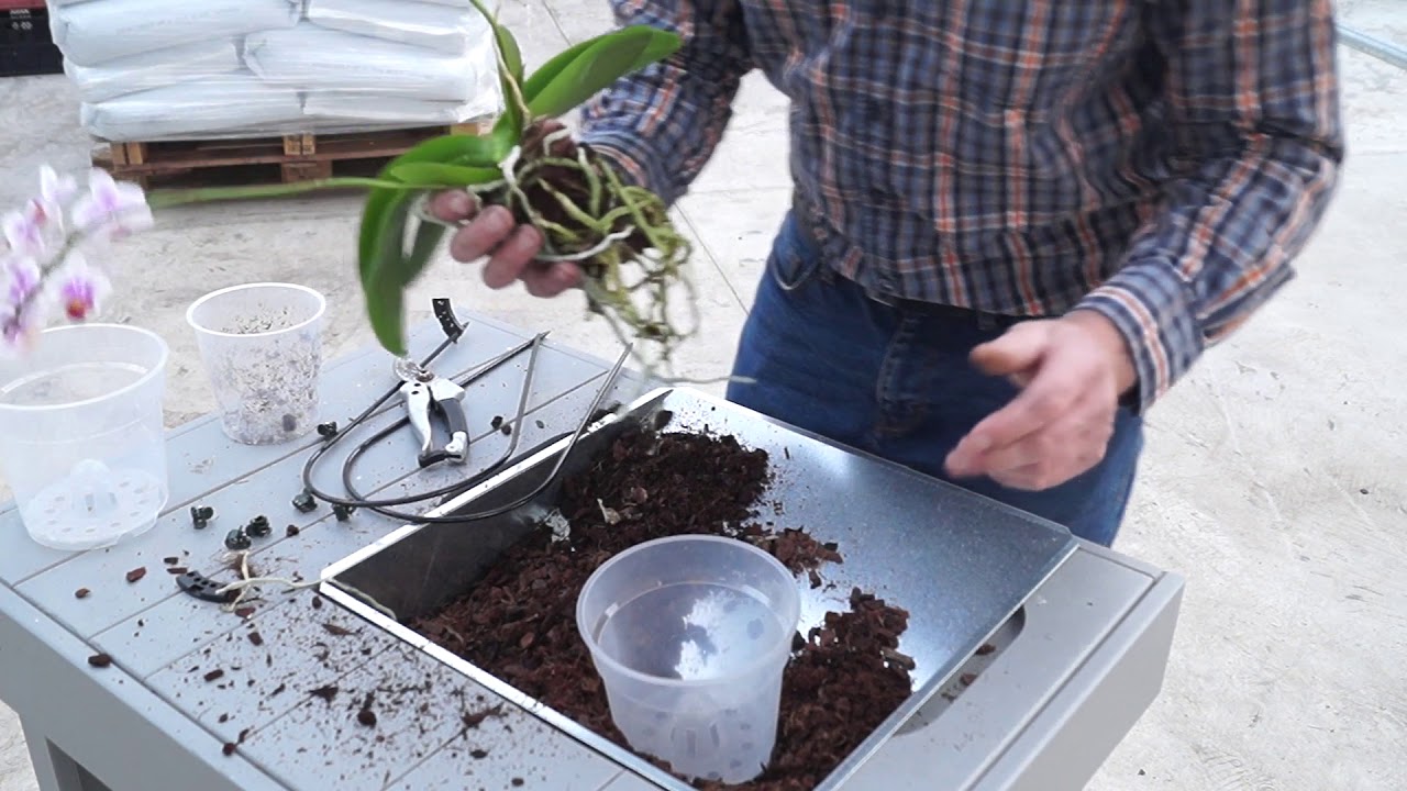 Wie topfe ich meine Orchidee richtig um. Profitipps vom Orchideengärtner