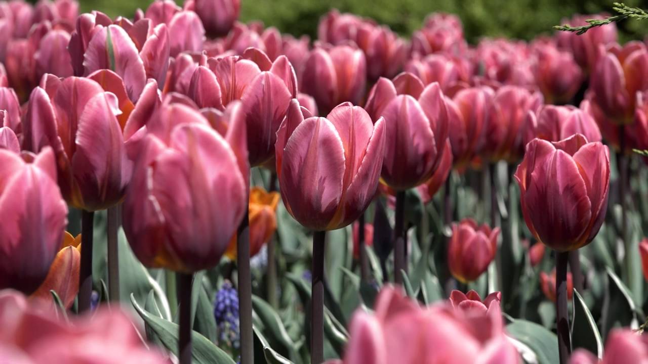 Les tulipes dans la capitale