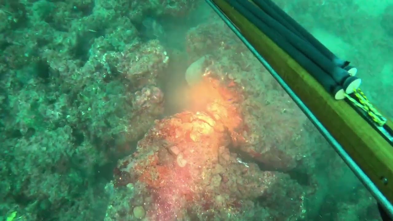 -Scuba diving Gulf of America - Red Snapper Mangrove Snapper and lion-fish great dive
