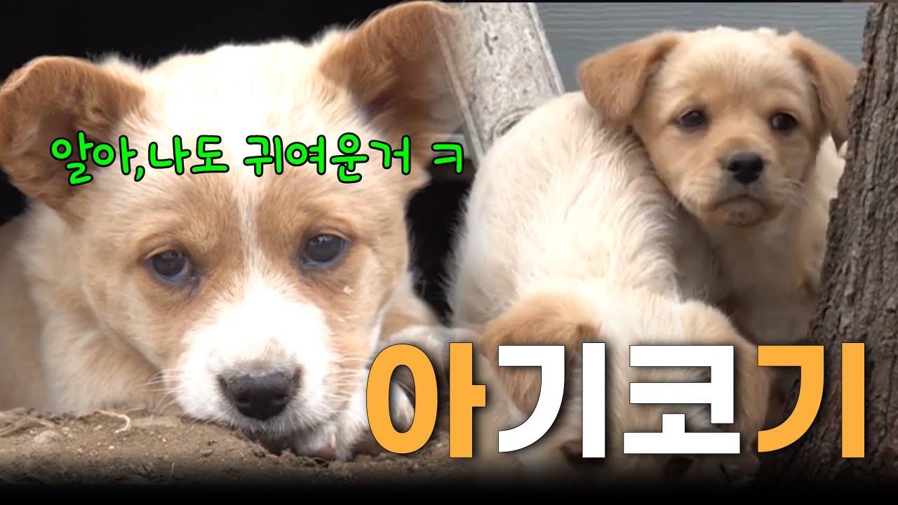와랄랄라 하고싶은 아기등장💗 코기동산으로 놀러오세요 EP.2🐶 I 개, 같이산다 I