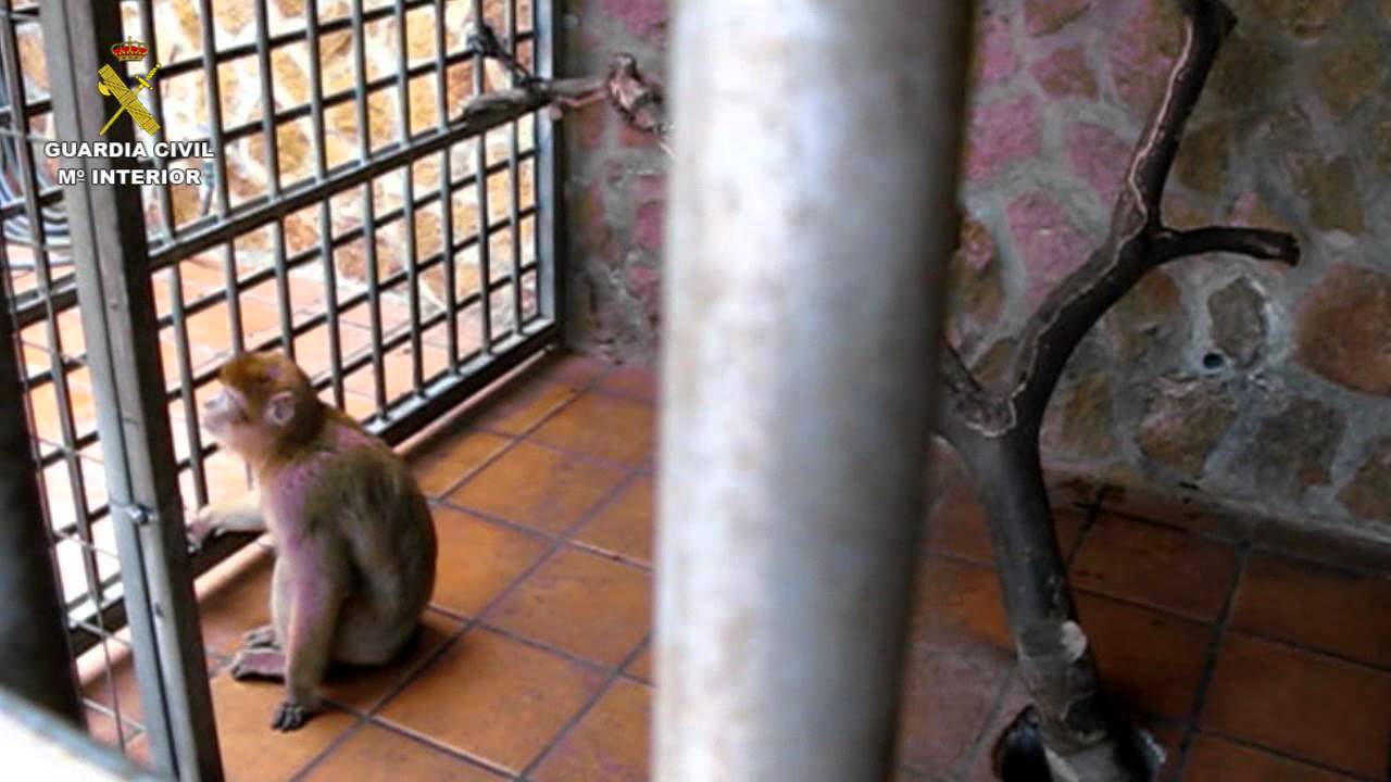 Recuperada una hembra de Macaco de Berberia en Torrevieja