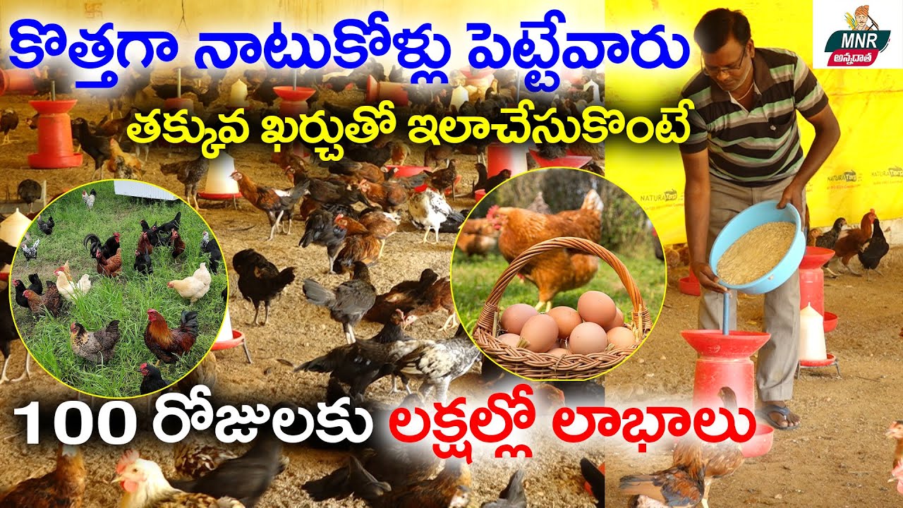 నాటు కోళ్ల పెంపకం | Small Scale Poultry Farming | Desi Hens Farming | #NatuKodi | MNR Annadatha