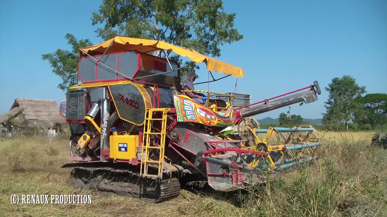 La récolte du riz dans la province de Chiang Rai (Thaïlande)