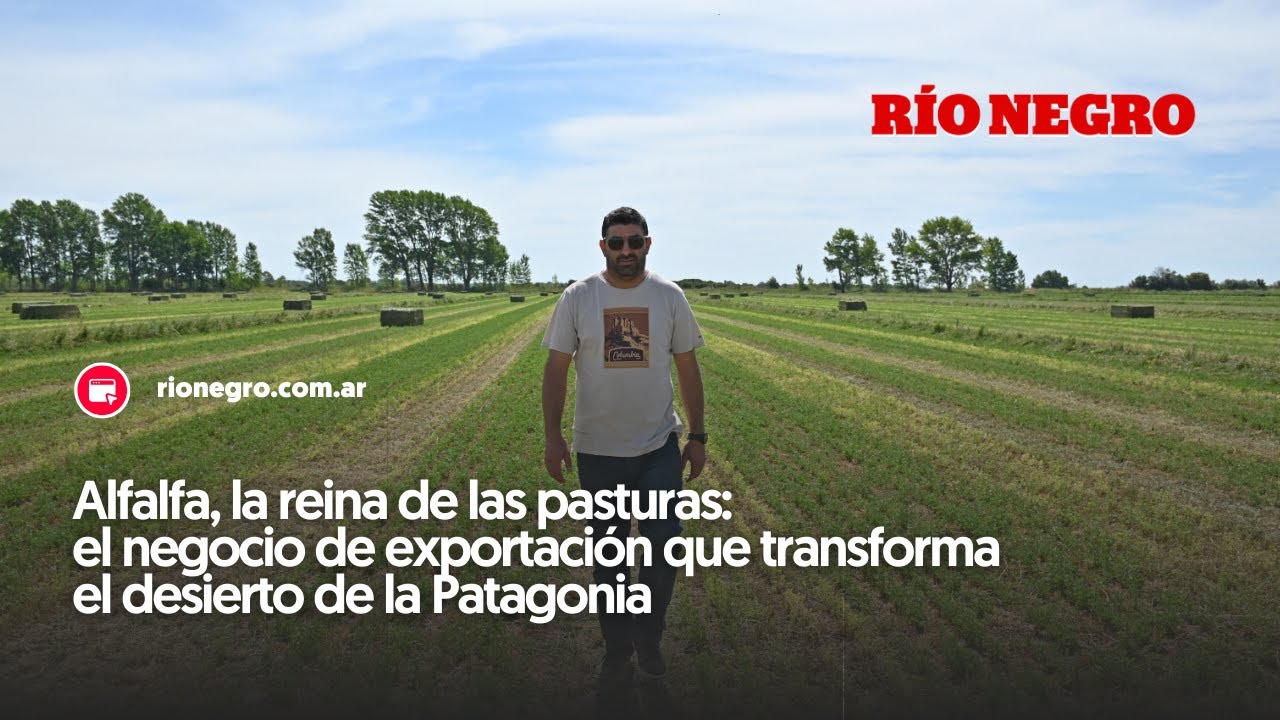 Alfalfa, la reina de las pasturas el negocio de exportación que transforma la Patagonia