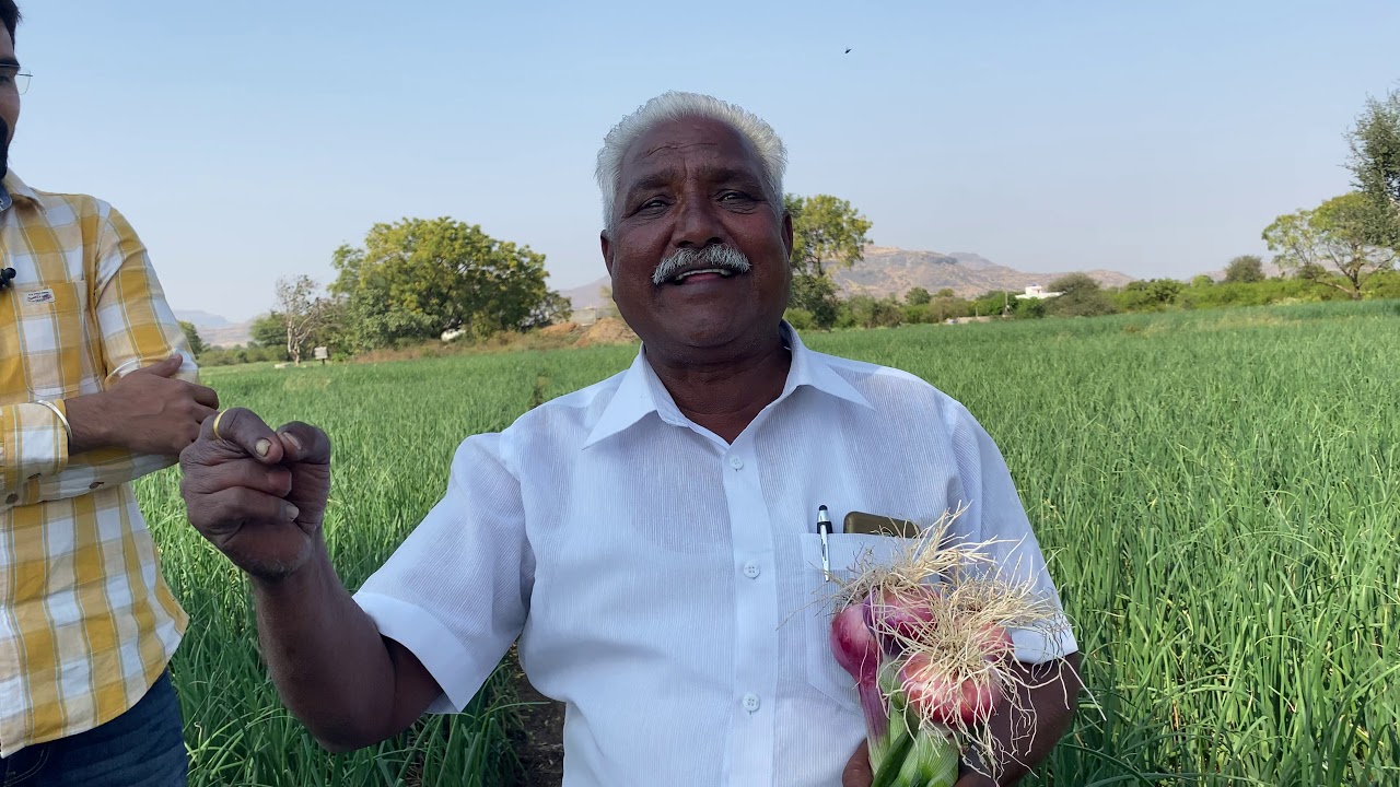 Soil charger tech. 70 days 🌰👌सटाण्यातील कांदा शेतकरी सॅाइल चार्जर टेक्नोलोजीकडे का वळत आहेत 🤔 पहा