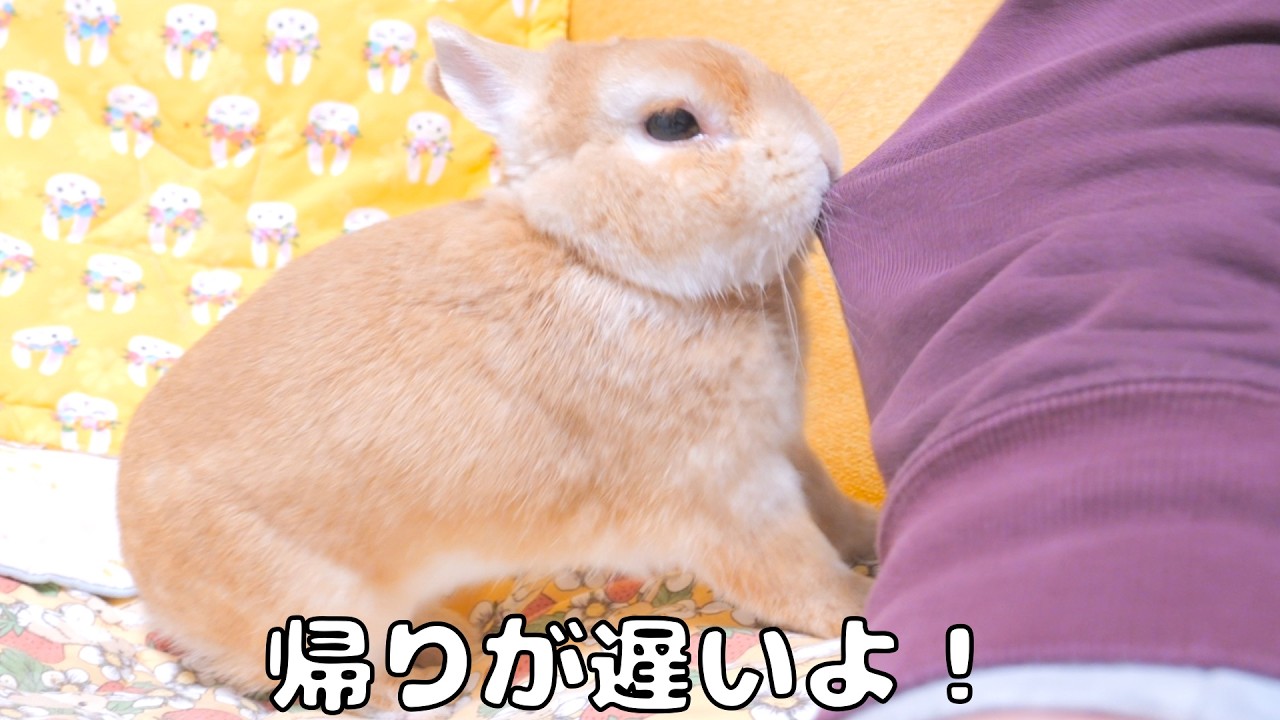 帰りが遅いと服を引っ張って注意してくるウサギが可愛すぎました【No.1872】