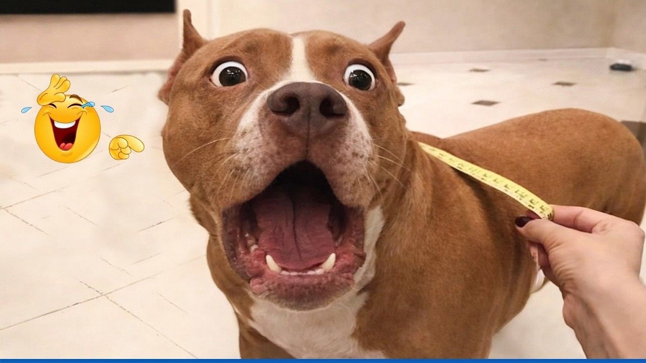 You Will Die Laughing At These Dogs 😹🐶 NEW Funniest Dogs Video 2026