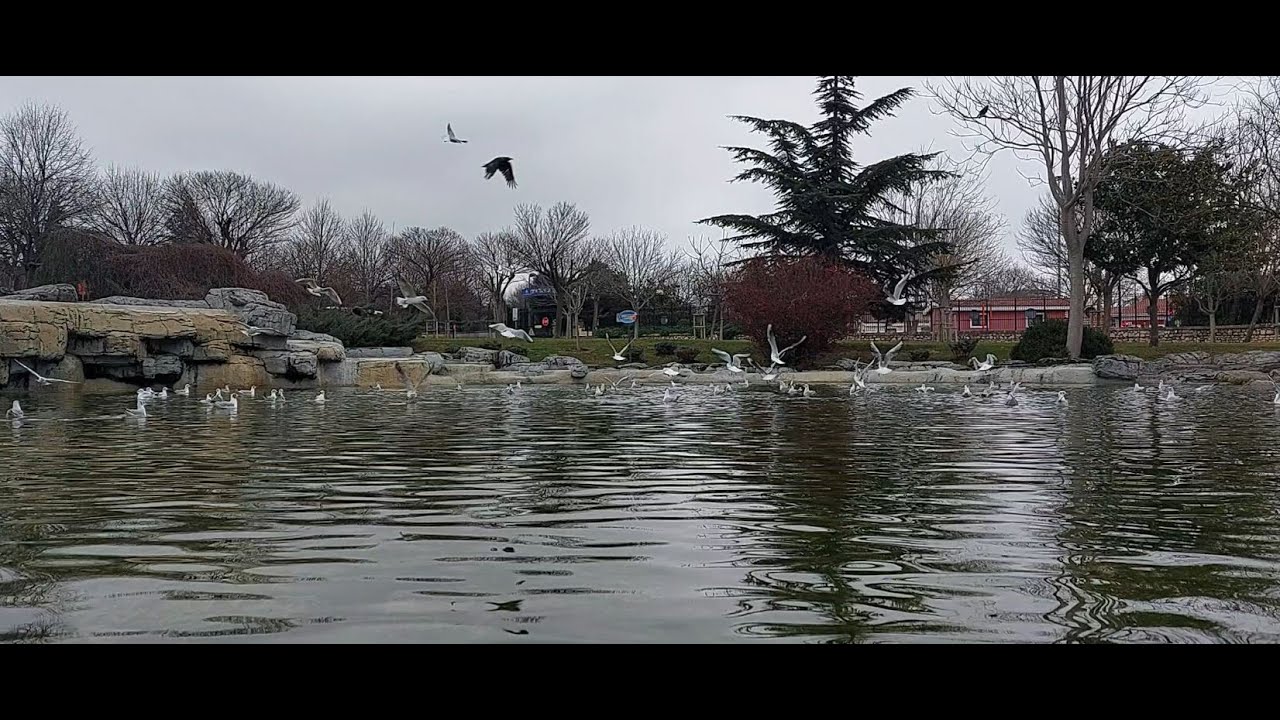 Seagulls are bathing in the pool in the park