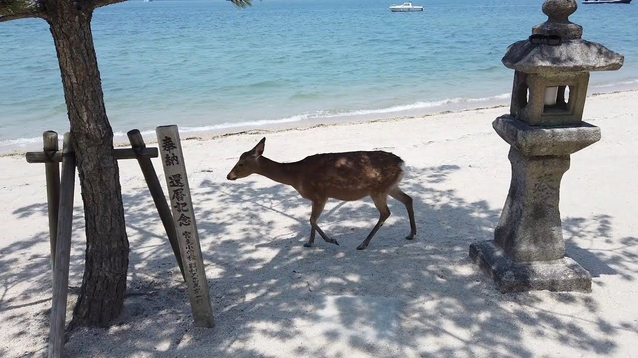 Miyajima, Japan - Deer (2019)