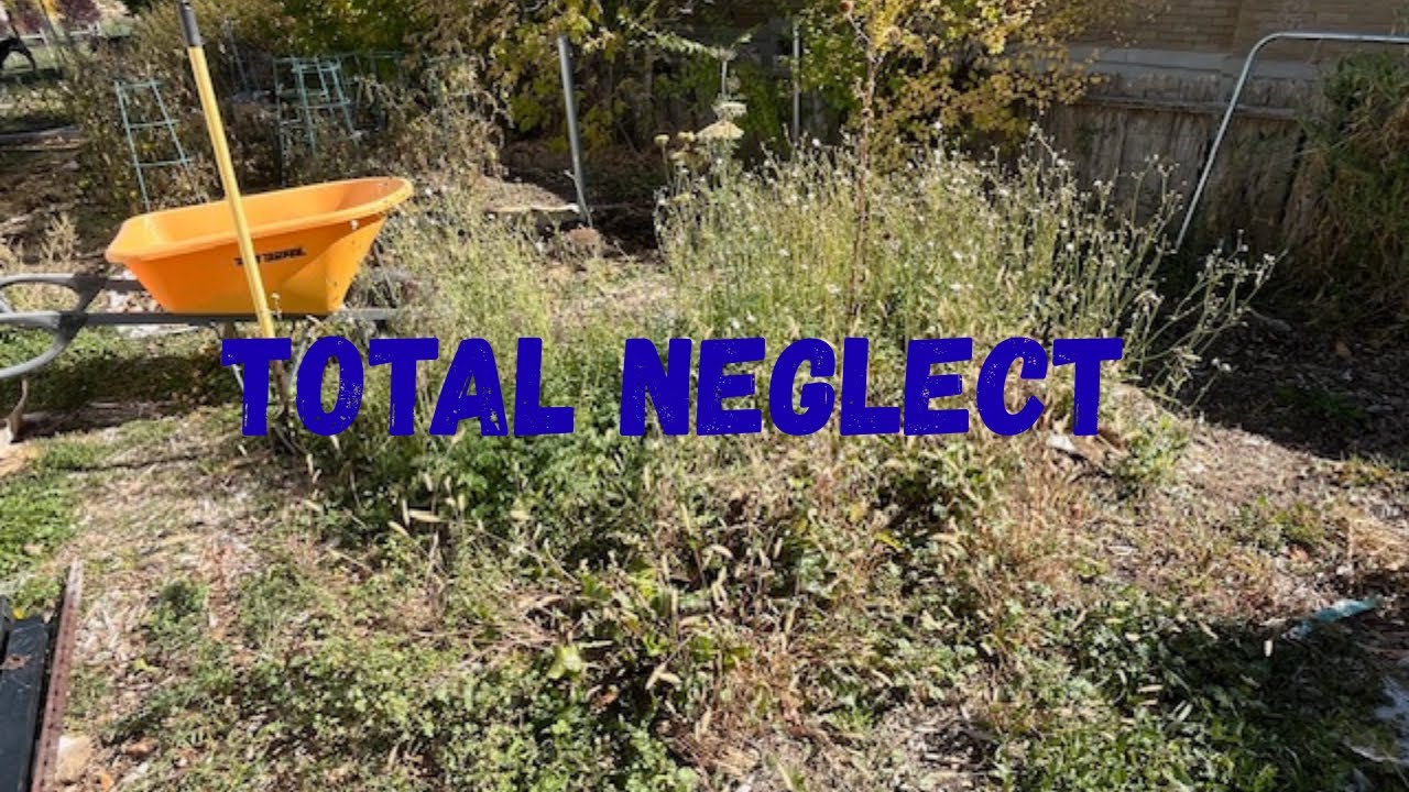 How did the carrots and beets turn out in this totally neglected garden bed: Vlog #422
