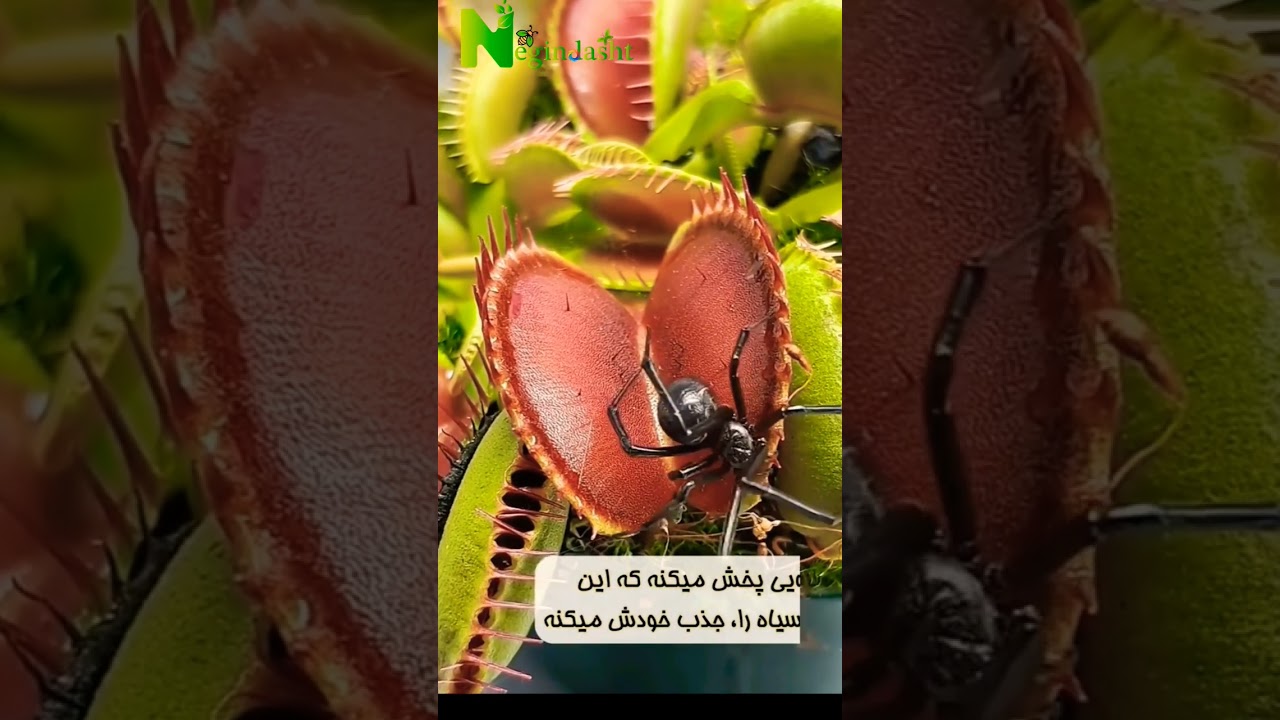 گیاه گوشت ونوس در حال شکار حشرات، یکی از شگفت&zwnj;انگیزترین صحنه&zwnj;های طبیعت است.