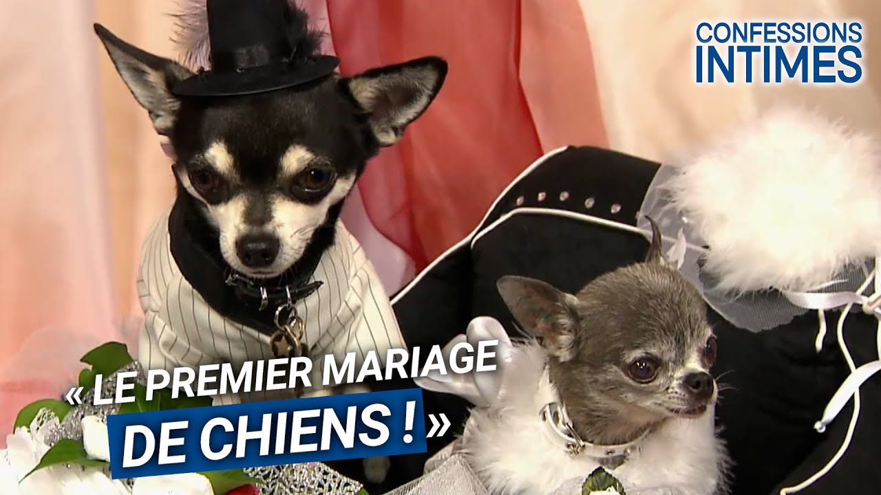 Le tout premier mariage de chiens ! 😰