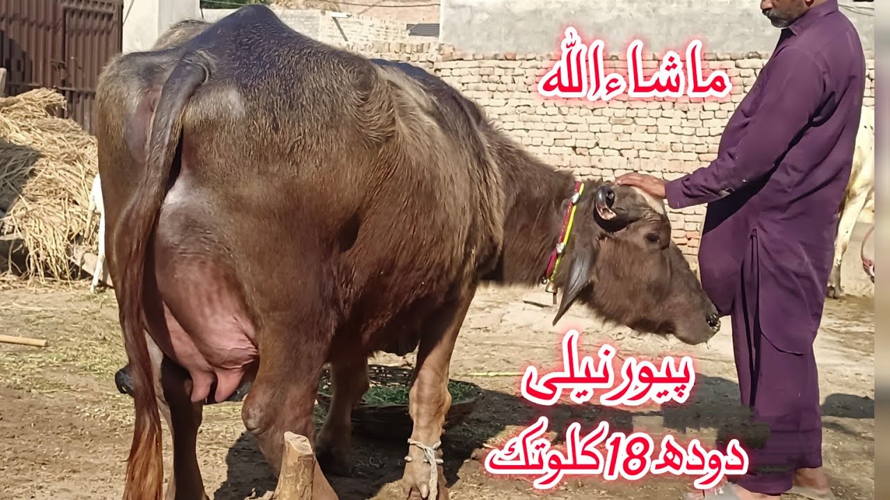 High Milking pure nili Ravi Buffalo's for sale in Punjab Pakistan on YouTube 25 January 2026