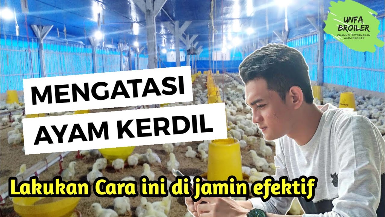 Cara mengatasi Ayam broiler kerdil / Kandang close house rumahan