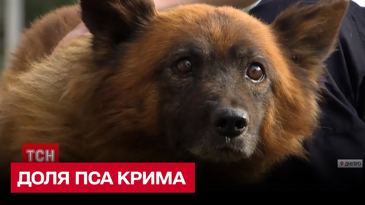 Хозяева погибли от ракеты, а пес Крым плакал на развалинах дома