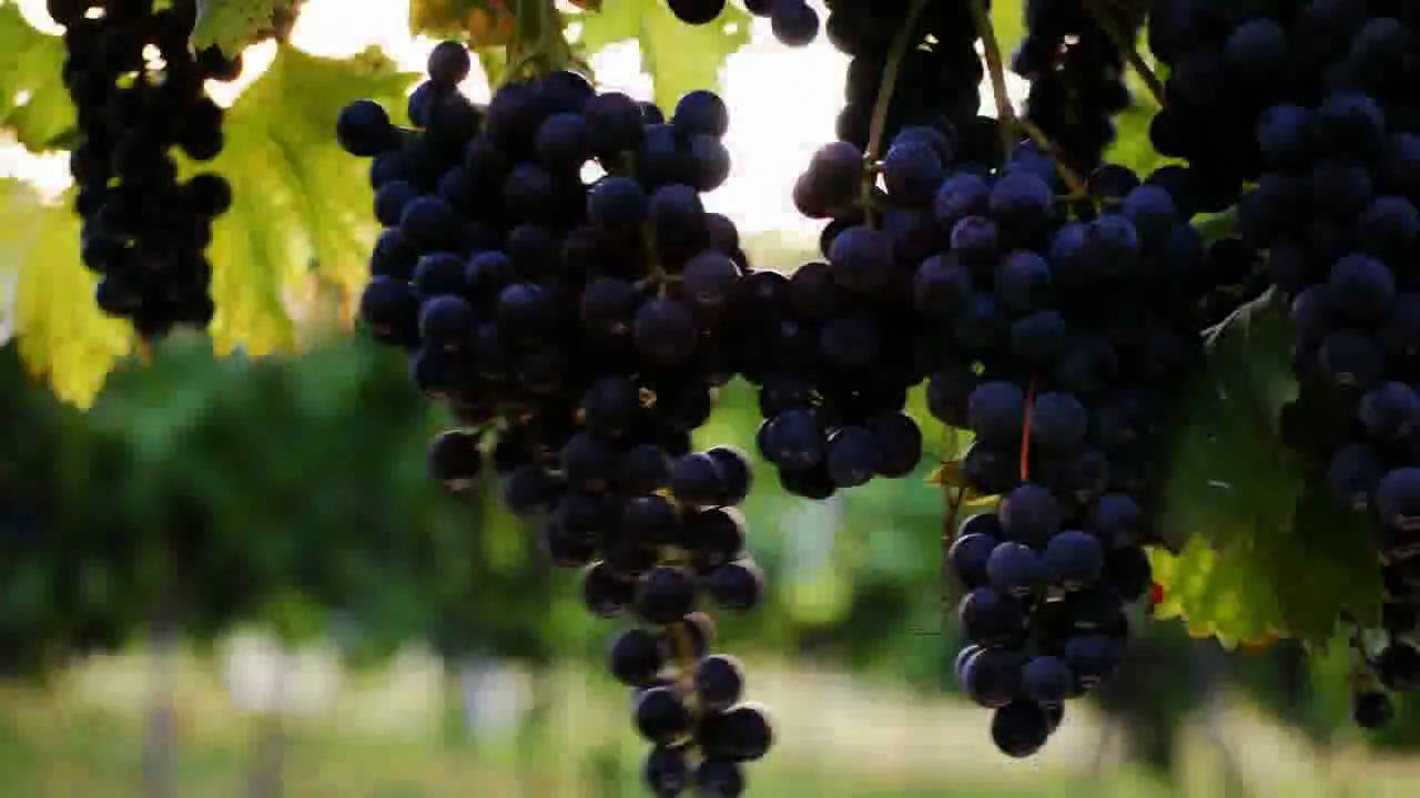 Arrington Vineyards @ discover615
