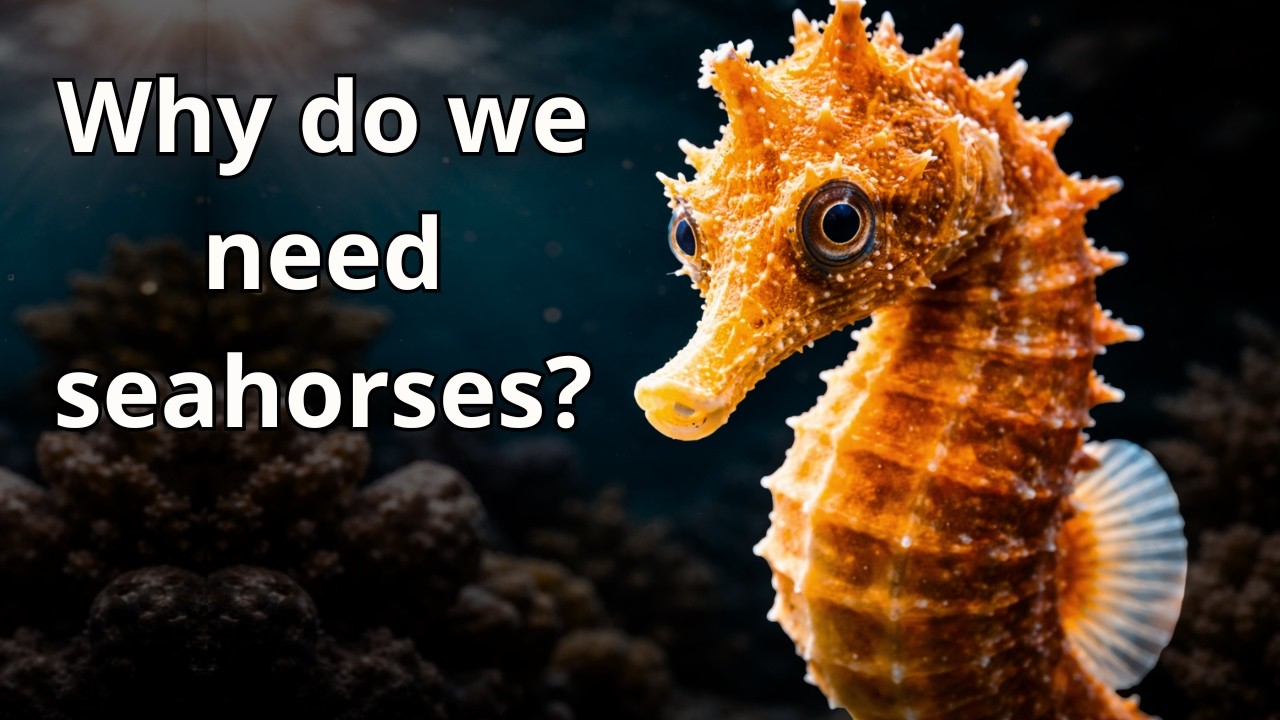 Seahorses Do This… And Scientists Are Still Amazed 🐎🌊