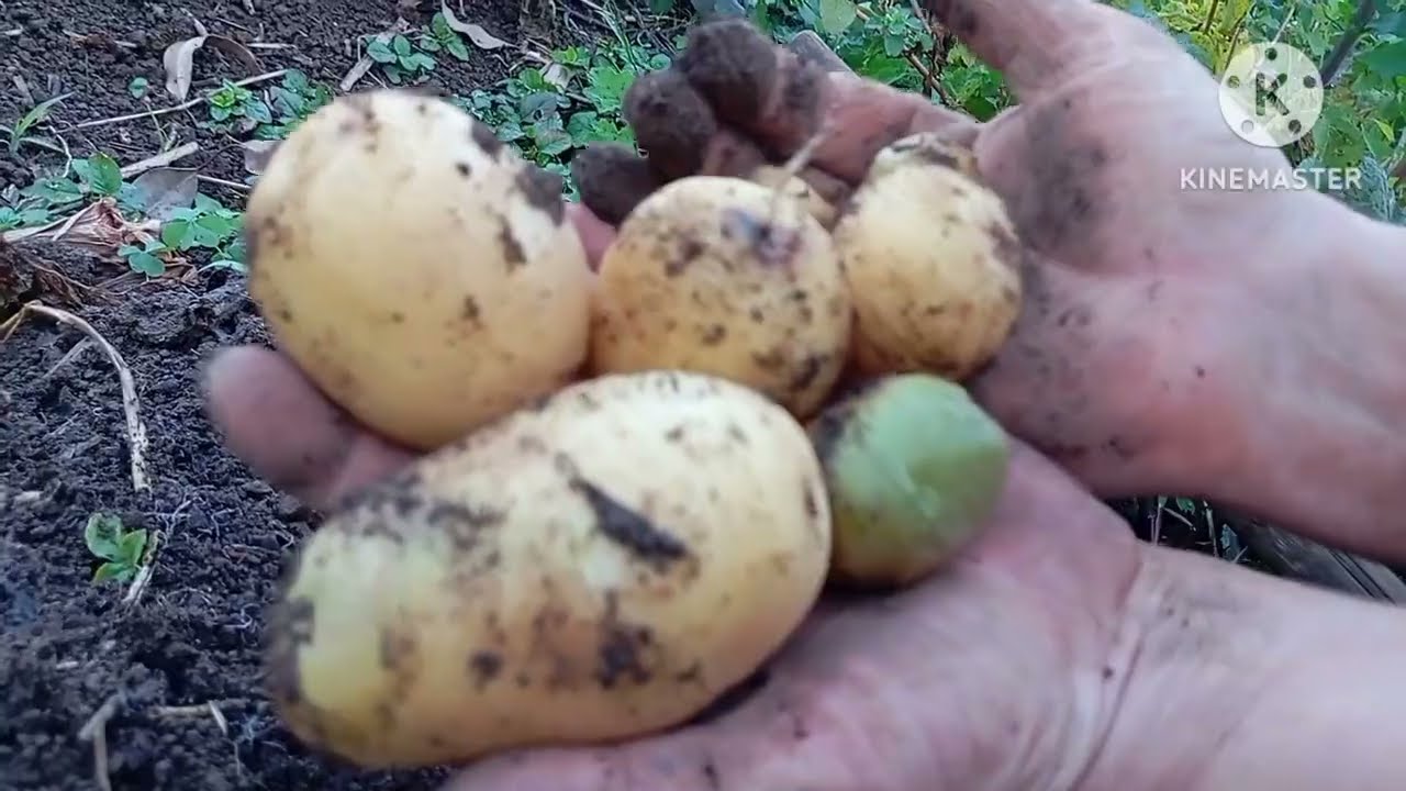 Colheita de Batatinha: Veja o Resultado em 90 Dias