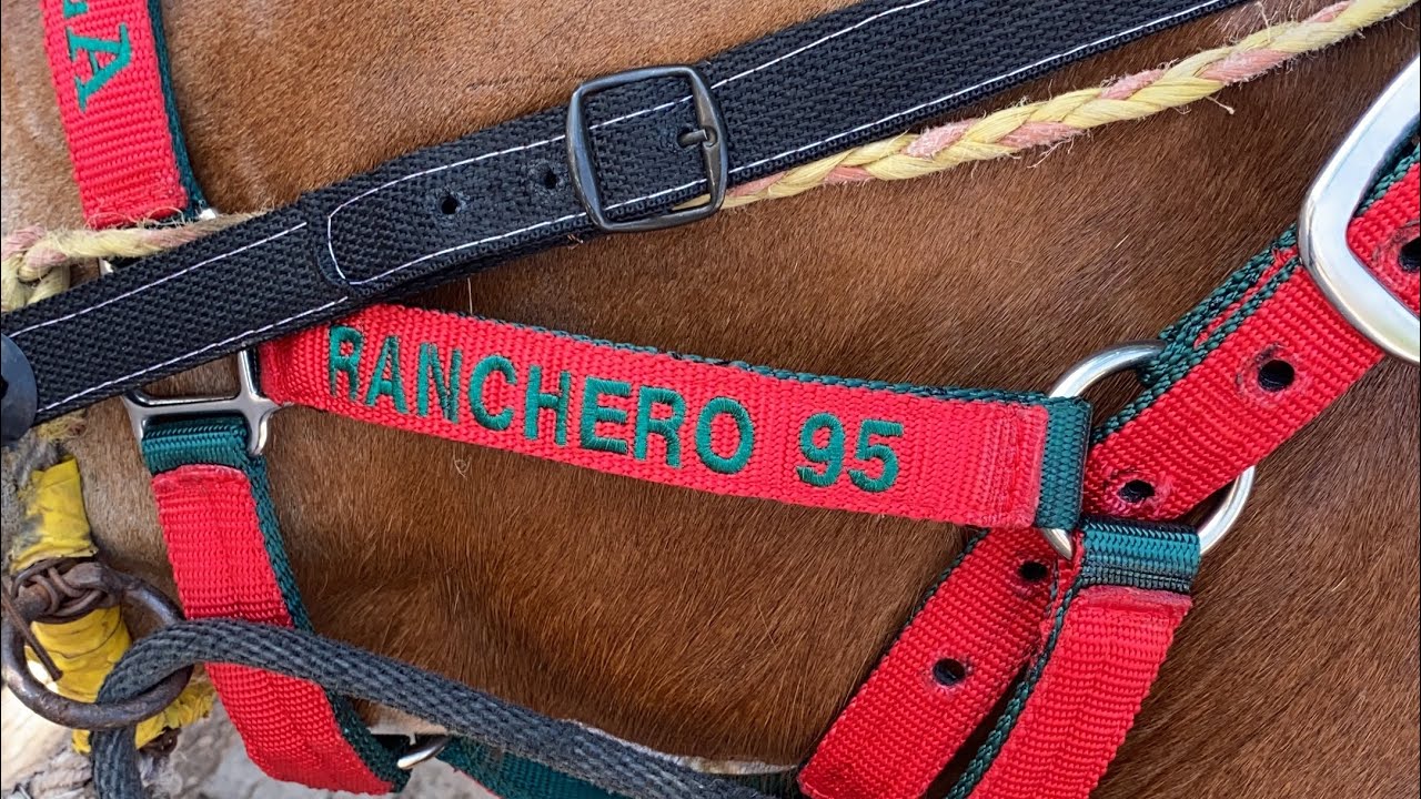 Cabalgata en culiacancito y unos machos bailadores chulada de ejemplares💯🐎