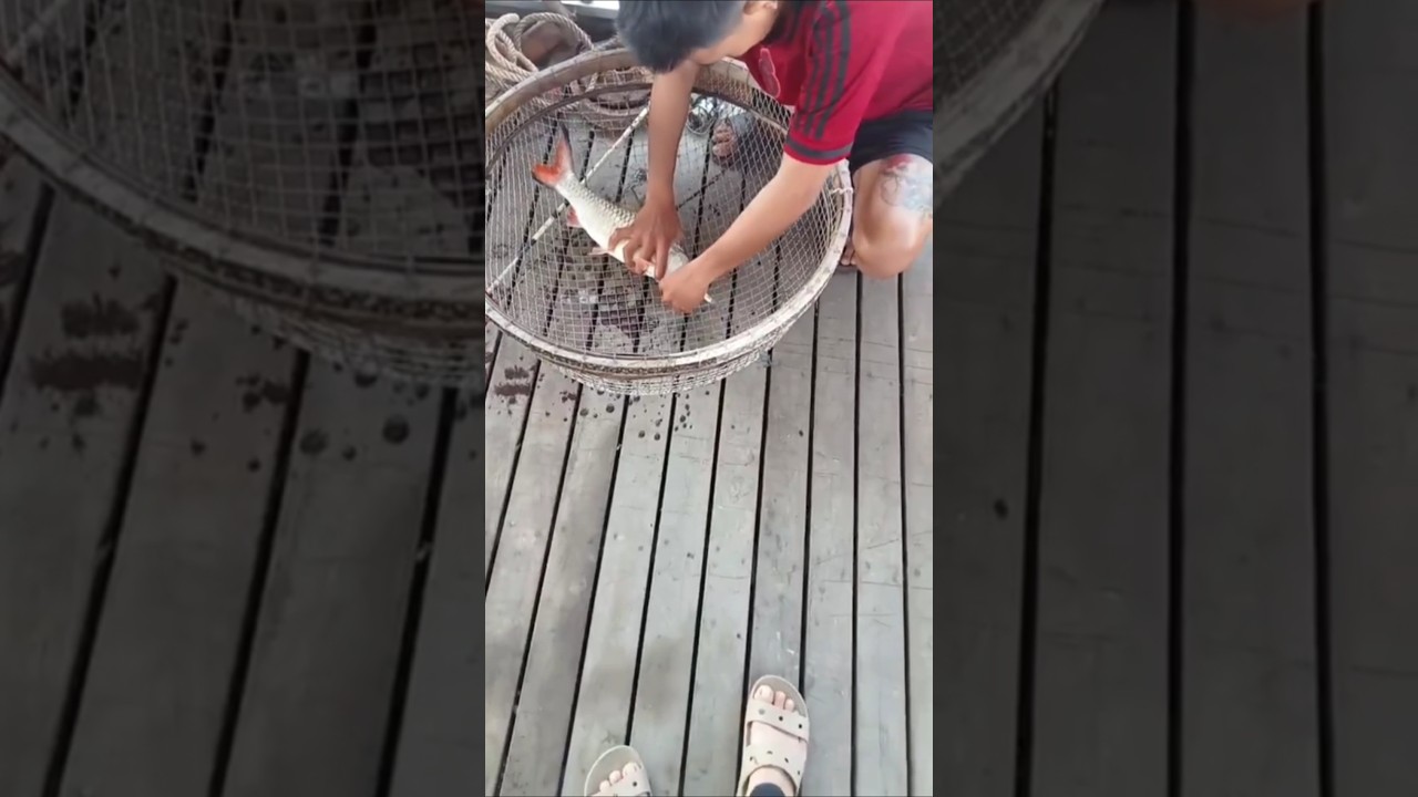 lure ngựa nam, câu cá ngựa nam bằng mồi minao mini 