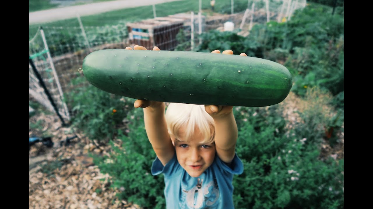 Six Year Old Eats a 2 LB Cucumber (In A Day)!