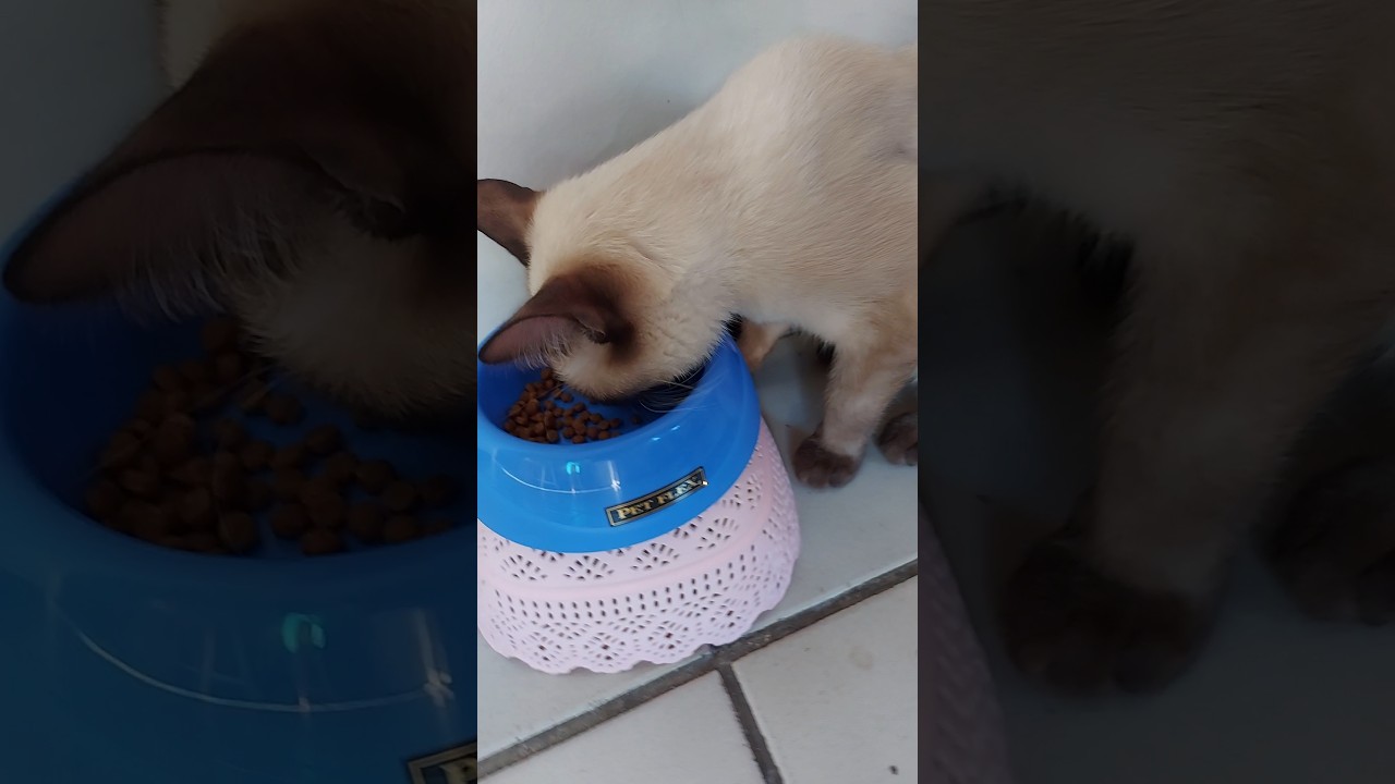 Como eu evito formigas 🐜 🐜 🐜  na ra&ccedil;&atilde;o do gato #gatos
