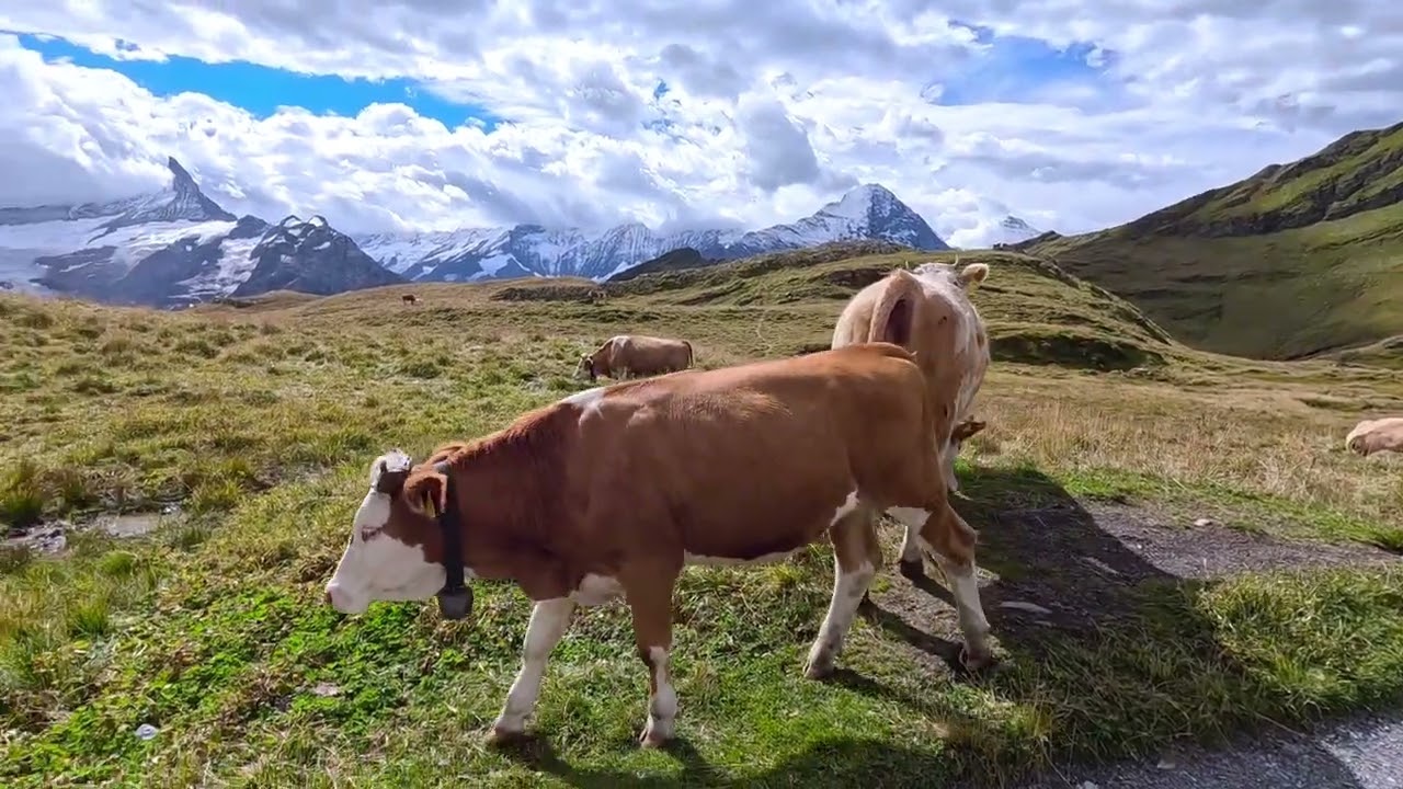 Switzerland #cow