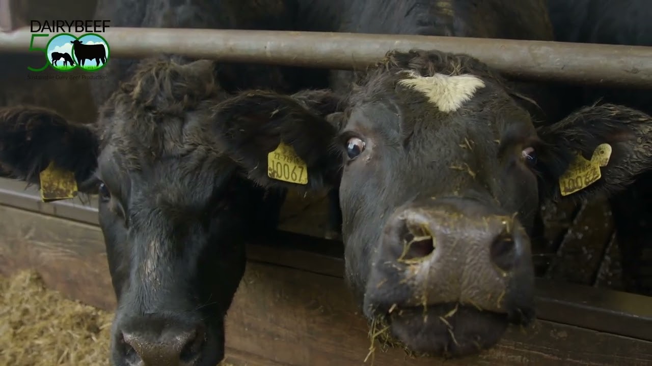 DairyBeef 500: Non feed factors that affect animal performance