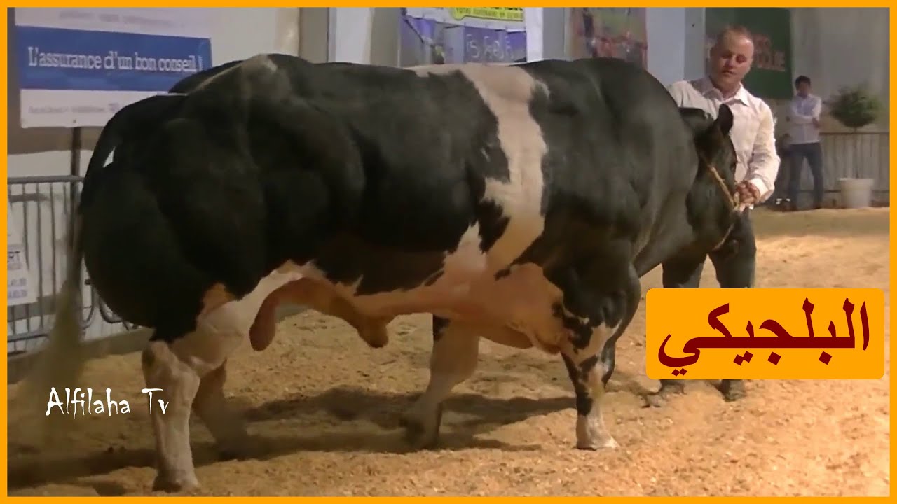 سلالة الأزرق البلجيكي | مميزاته وخصائصه وقدرته الانتاجية