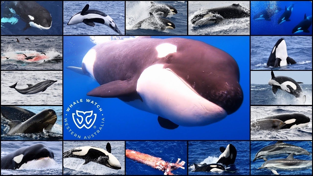 Bremer Bay Orca Season 2023