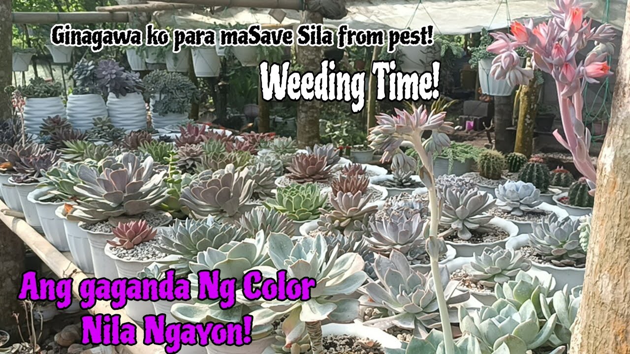 Ang Gaganda Ng Kulay nila Ngayon! ||• Weeding Time..