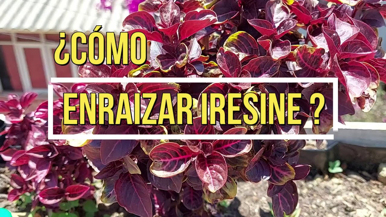 DOS Formas de ENRAIZAR IRESINE