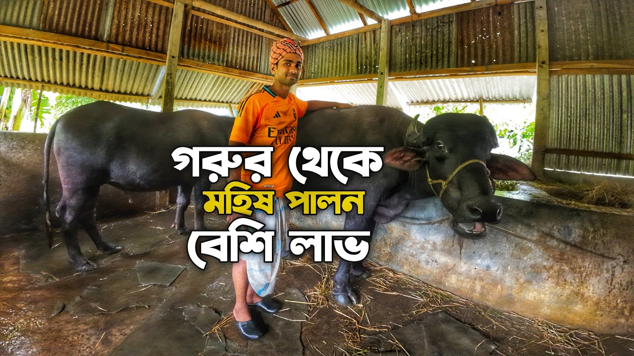 গরুর চেয়ে বেশি লাভ মহিষ পালন করে || কিভাবে মহিষের খামার করে সফল হবেন || buffalo farm || 2024 ||